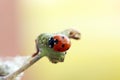 Lady Bug walking on a flower stem Royalty Free Stock Photo