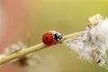 Lady Bug walking on a flower stem Royalty Free Stock Photo