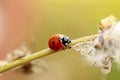 Lady Bug walking on a flower stem Royalty Free Stock Photo