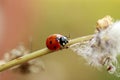 Lady Bug walking on a flower stem Royalty Free Stock Photo