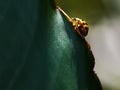 lady bug walking on a leaf