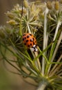 Lady bug walks through flower Royalty Free Stock Photo