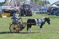 Lady in Buggy with Miniature Horse at Country Fair Royalty Free Stock Photo