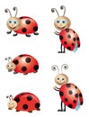 Lady bugs