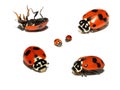 Lady beetle collage Royalty Free Stock Photo