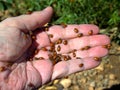 Lady Bugs in Hand