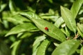 A Lady Bug crawls along a fruit tree leaf searching for food.