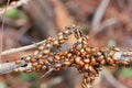 Lady bugs wintering state park in California Royalty Free Stock Photo