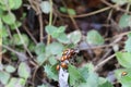 Lady bugs wintering state park in California Royalty Free Stock Photo