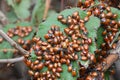 Lady bugs wintering state park in California Royalty Free Stock Photo