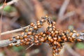 Lady bugs wintering state park in California Royalty Free Stock Photo