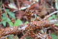 Lady bugs wintering state park in California Royalty Free Stock Photo