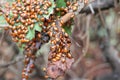 Lady bugs wintering state park in California Royalty Free Stock Photo