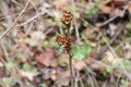 Lady bugs wintering state park in California Royalty Free Stock Photo