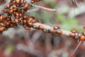Lady bugs wintering state park in California Royalty Free Stock Photo