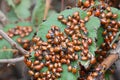 Lady bugs wintering state park in California Royalty Free Stock Photo