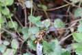 Lady bugs wintering state park in California Royalty Free Stock Photo