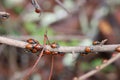 Lady bugs wintering state park in California Royalty Free Stock Photo