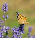 lady butterfly sips nectar from a lavender flower in a fragrant lavender field Royalty Free Stock Photo