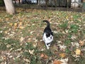 Blackly--a white lady-cat goes for a walk in a park in autumn