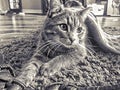 Lady cat Royalty Free Stock Photo