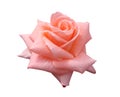 Lady Di Grandiflora Rose