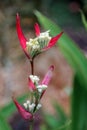 Lady Di (Heliconia psittacorum)