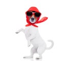 Lady diva dog Royalty Free Stock Photo