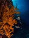 Lady diver and spectacular gorgonian