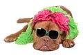 Lady dog wearing glasses and boa Royalty Free Stock Photo