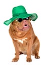 Lady dog wearing straw hat and sun glasses