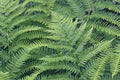 Lady fern (Athyrium brevifrons) Royalty Free Stock Photo