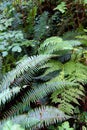 Lady fern ( Athyrium filix-femina ) and Sword fern ( Polystichum Royalty Free Stock Photo