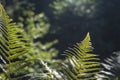 Lady fern leaves with seeds Royalty Free Stock Photo