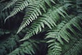 Lady fern plants or Athyrium filix-femina in the garden Royalty Free Stock Photo