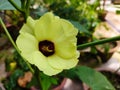 Lady finger flower- Okra, Abelmoschus esculentus, known in many English-speaking countries as ladies` fingers or ochro. Royalty Free Stock Photo