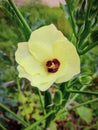 Lady finger flowers, veg plants, origanic food, vegitable flowers Royalty Free Stock Photo