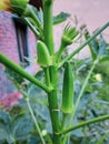 Lady finger, veg plants, origanic food, vegitable Royalty Free Stock Photo