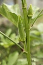 Lady Fingers or Okra vegetable on plant in farm in India Royalty Free Stock Photo