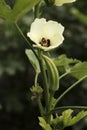 Lady Fingers or Okra vegetable on plant in farm in India Royalty Free Stock Photo