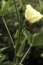 Lady Fingers or Okra vegetable on plant in farm in India Royalty Free Stock Photo