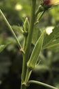 Lady Fingers or Okra vegetable on plant in farm in India Royalty Free Stock Photo