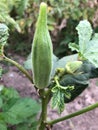 Lady Fingers or Okra vegetable on plant in farm