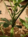 Lady Fingers Okra Vegetable On Plant Stock Photo Royalty Free Stock Photo