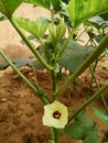 Lady Fingers Okra Vegetable On Plant Stock Photo Royalty Free Stock Photo