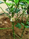 Lady Fingers Okra Vegetable On Plant Stock Photo Royalty Free Stock Photo