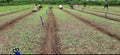 lady formers  working in agriculture field Royalty Free Stock Photo