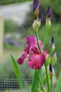 Iris Garden Series - Lady Friend bearded iris Royalty Free Stock Photo