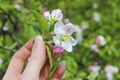 Lady gardener holding blooming apple twig Royalty Free Stock Photo