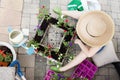 Lady gardener transplanting petunias